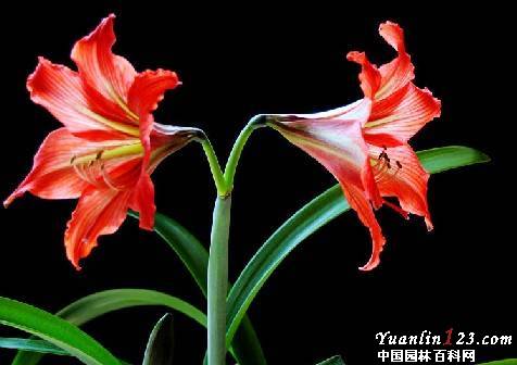 آماریلیس قرمز